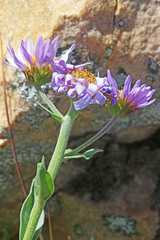 Erigeron glacialis glacialis
