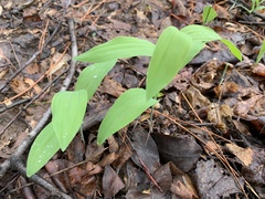 Polygonatum biflorum