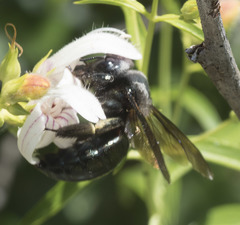 Xylocopa californica californica