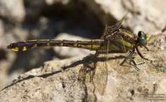 Gomphurus ozarkensis