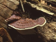 Ganoderma boninense