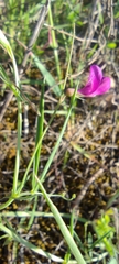 Lathyrus angulatus