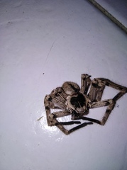 Polybetes pythagoricus