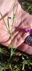 Lathyrus angulatus