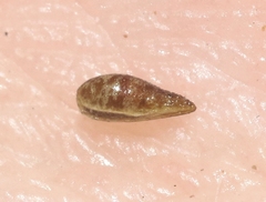 Cryptantha wigginsii