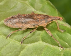 Lixus mucidus