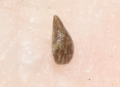 Cryptantha wigginsii