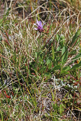 Erigeron uintahensis