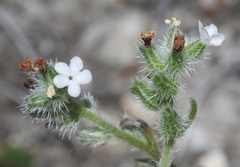 Cryptantha wigginsii