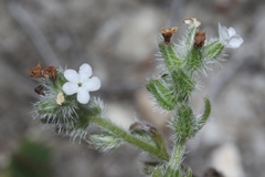 Cryptantha wigginsii