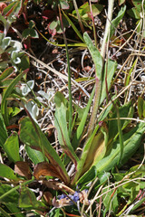 Erigeron uintahensis