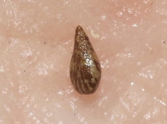 Cryptantha wigginsii