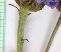 Erigeron uintahensis