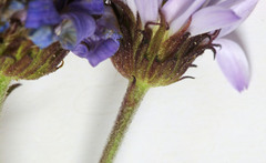 Erigeron uintahensis