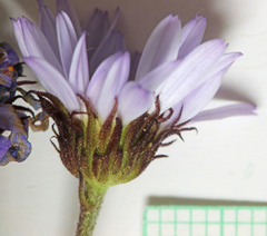Erigeron uintahensis