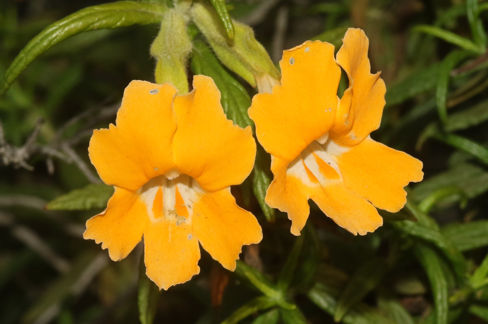 Diplacus longiflorus