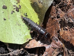 Ocypus olens