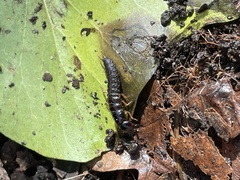 Ocypus olens