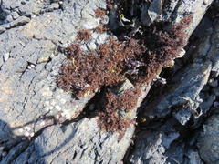 Endocladia
