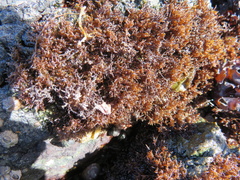Endocladia