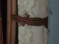 Sphaerodactylus graptolaemus