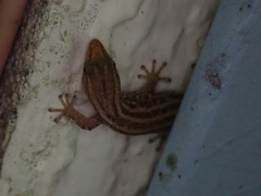 Sphaerodactylus graptolaemus