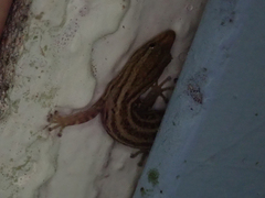 Sphaerodactylus graptolaemus