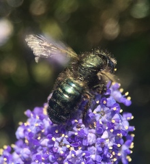 Osmia lignaria propinqua