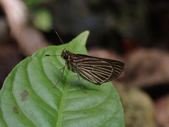 Apaustus gracilis