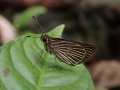 Apaustus gracilis