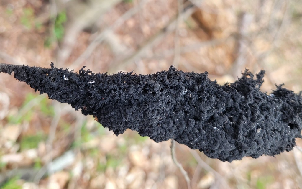 Honeydew Eater from Anne Arundel County, MD, USA on April 03, 2022 at