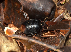 Cyrtomenus