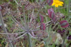 Lomatium repostum