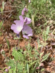 Sidalcea asprella asprella
