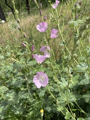 Sidalcea asprella asprella