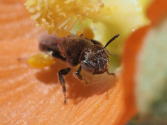 Macrotera