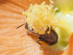 Macrotera