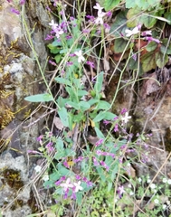 Boechera breweri