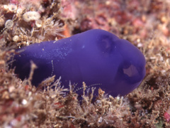 Rhopalaea