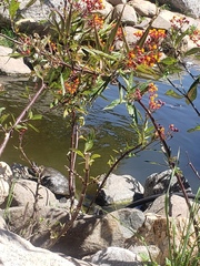 Angiospermae