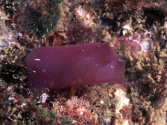 Rhopalaea