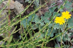 Lomatium repostum