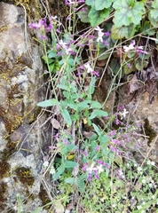 Boechera breweri