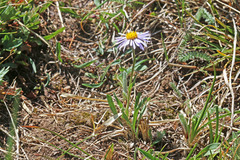 Erigeron ursinus