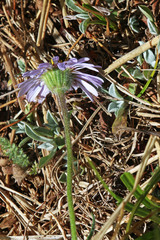 Erigeron ursinus