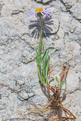 Erigeron ursinus