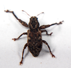 Scalaventer subtropicus