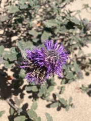 Monardella undulata