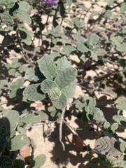 Monardella undulata