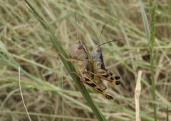 Boopedon flaviventris